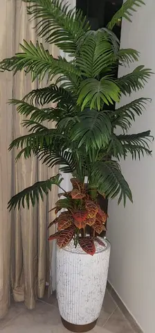 Plants almost new Big Size