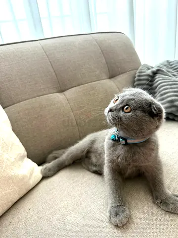 Scottish Fold for Adoption