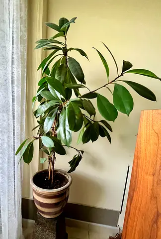Indoor Plants