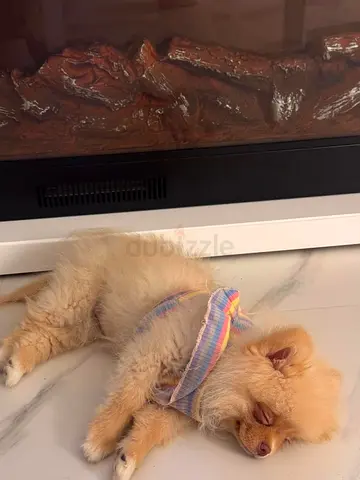 Pomeranian dog