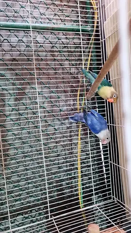 Fisher  lovebird
