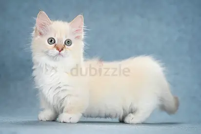 Munchkin Kittens
