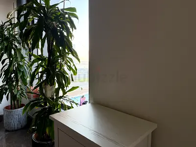 Big healty indoor plant for decoration