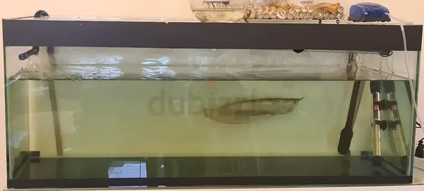 120cm Glass Aquarium Tank with Filter, Heater and Arowana (includes decor)