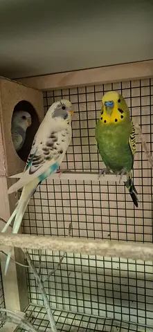 Budgie parrot