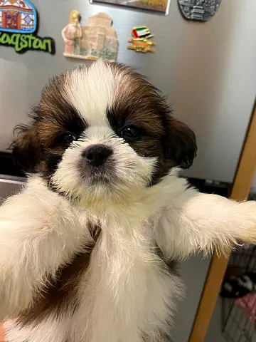 Puppies for adoption
