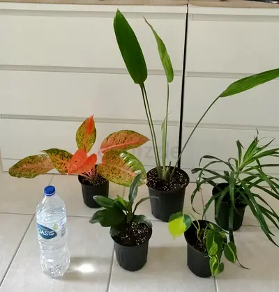 Collection of 5 Small Indoor Potted Plants — Assorted Varieties