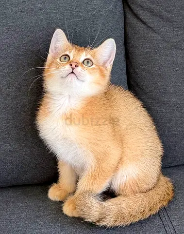 Adorable and playful British Shorthair Ny Golden Kitten