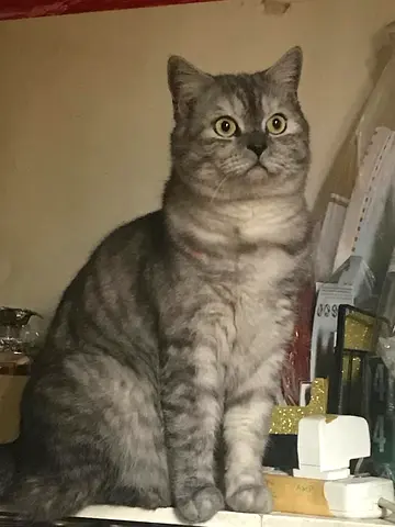 Free for adoption