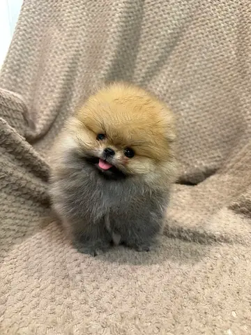Mini Pomeranian Puppy - Friendly Teacup Size Available for Adoption