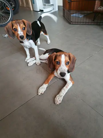 Beagle puppies 5 months