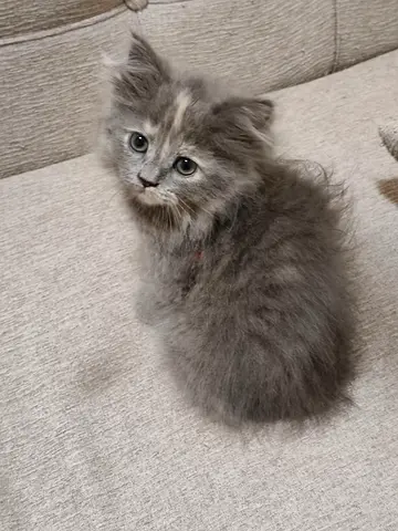 Three adorable kittens,