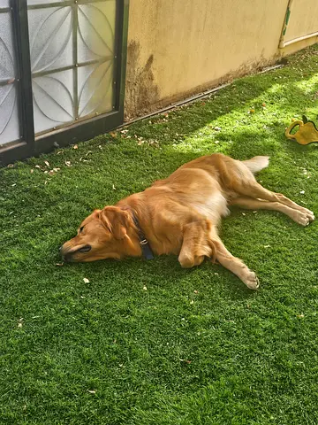 Golden Retriever