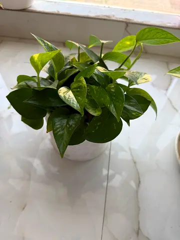 Small Pothos Plant in Decorative White Ceramic Pot - Ready to Grow