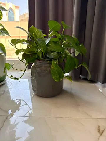 Healthy Pothos (Epipremnum) in Decorative Pot - Ready to Rehome