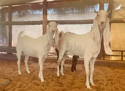 Panjabi goats pure