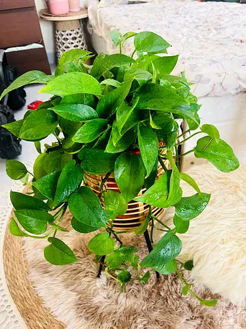 Golden pot pothos(stand not included)