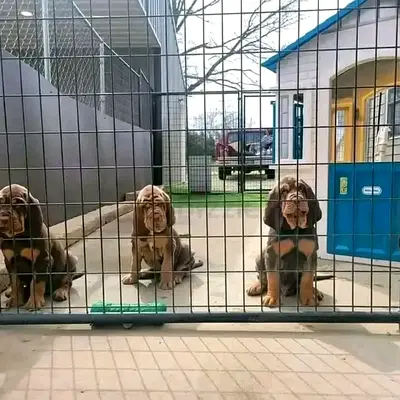 Healthy Blood hound puppies