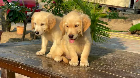 Golden Retriever Puppies