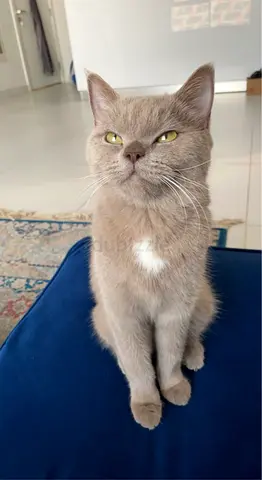 Cat adoption