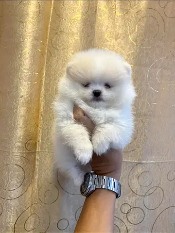 Teacup Pomeranian Puppies