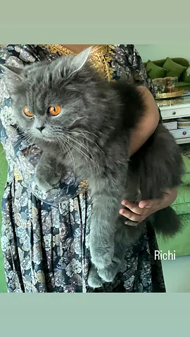 Cat for adoption