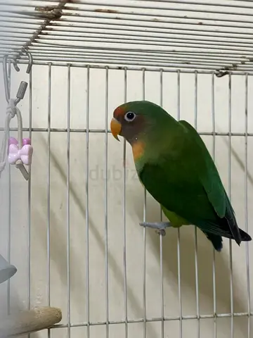 Male Fisher Lovebird