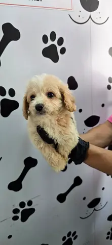 Cute cream colored puppy for rehoming