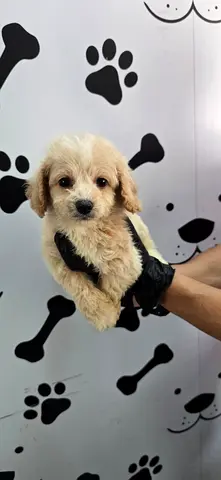 Fluffy small mixed-breed puppy — healthy, vaccinated