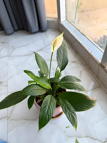 Small Indoor Potted Plant with Pink Geometric Ceramic Pot