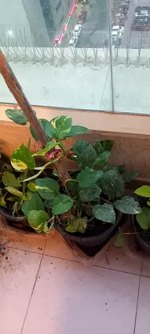 Healthy Pothos (Bel Patra plant for Shiv Puja) Plants - Ready to Re-pot