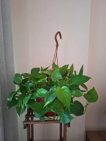 Money plant