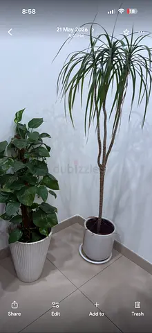 Indoor and outdoor plants ( bonsai, Snake Plant, Golden Pothos,Devil’s Ivy Bougainvilia