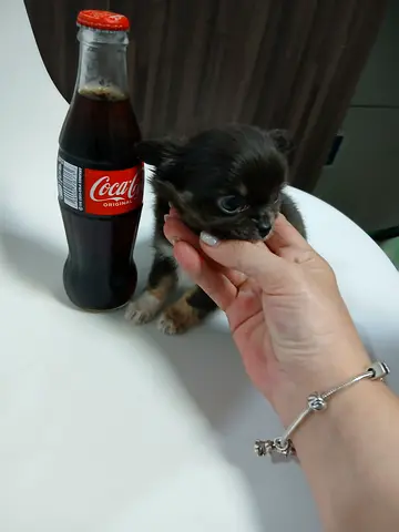 Teacup longhair chihuahua