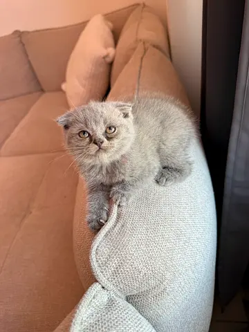 Kittens Scottish Fold for adoption
