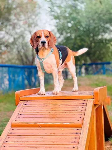 Male beagle is looking for a bride