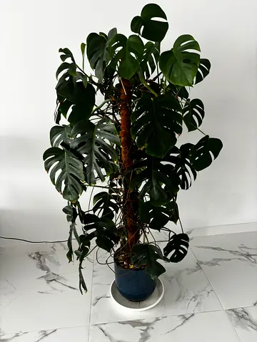 Monstera Deliciosa - 180 cm