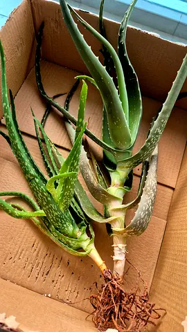 Aloe Vera Plants