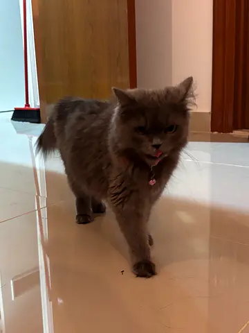 Cat British Shorthair