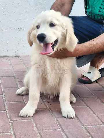 Golden Retriever puppy male
