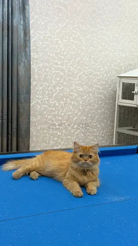 Persian Cat for adoption Urgent!