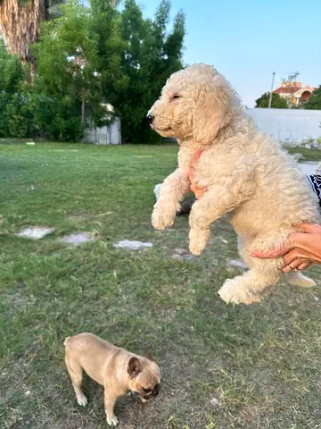 Royal poodles for free adoption