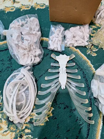 Disassembled life-size fake human bones