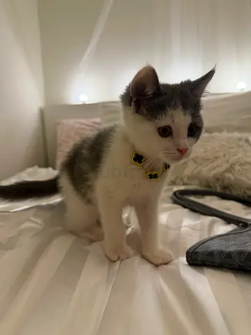 British Shorthair Kitten for adoption