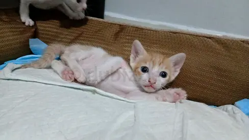 Free adoption 5 kittens