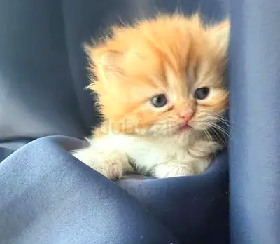Ginger  persian  kitten