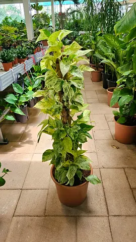 Money plants 🪴 1meter Hight