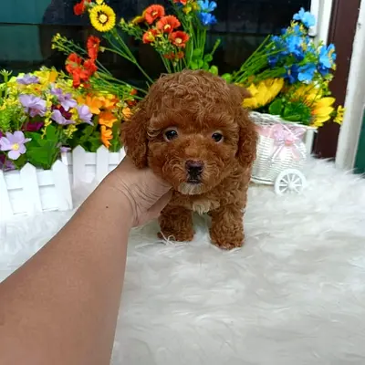 Poodle puppies