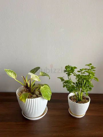 Indoor Plants in Cute plastic pots with drainage tray.
