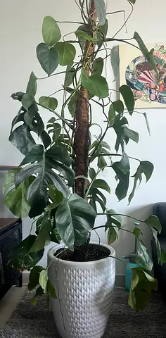 Large Indoor Monstera Plant in White Decorative Pot